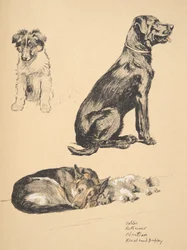 Collie, Retriever, Alstian en Keeshond Puppy, 1930, Illustraties uit zijn Schetsboek gebruikt voor 
